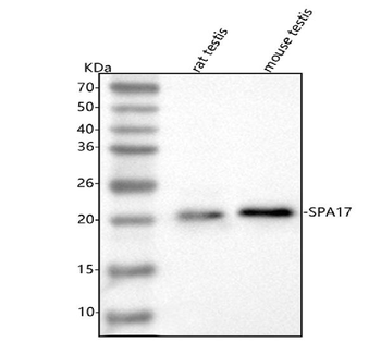 SPA17 Rabbit Polyclonal Antibody