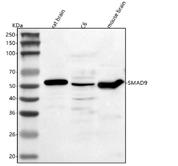 Smad9 Rabbit Polyclonal Antibody