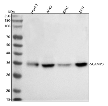 SCAMP3 Antibody