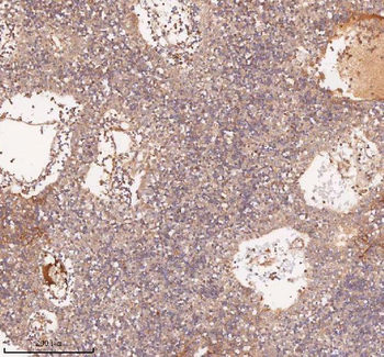 SAMD9L Antibody