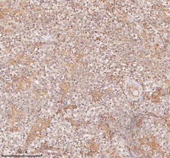 SAMD9L Antibody