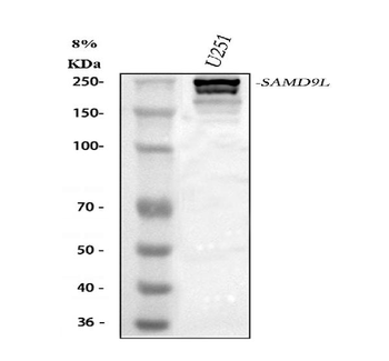 SAMD9L Antibody