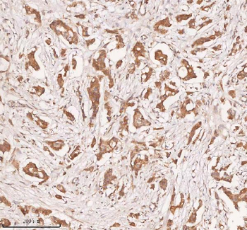 SAMD9L Antibody