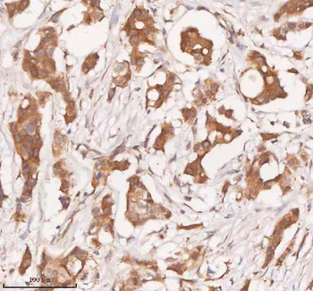 SAMD9L Antibody
