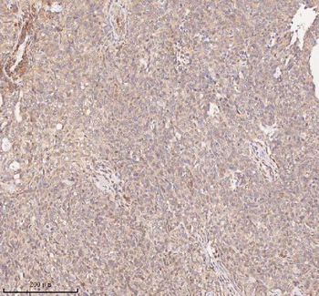 SAMD9L Antibody