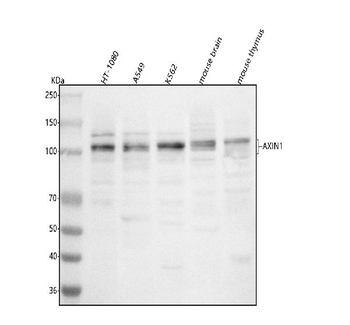 AXIN1 Rabbit Polyclonal Antibody