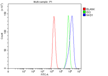 NKD1 Rabbit Polyclonal Antibody