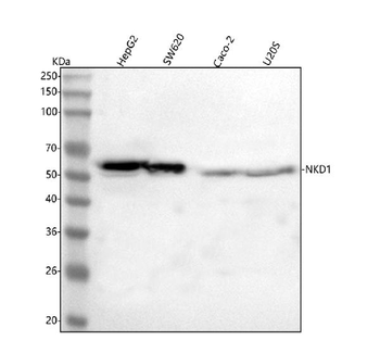 NKD1 Rabbit Polyclonal Antibody