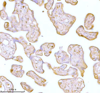 Stanniocalcin 2/STC2 Antibody