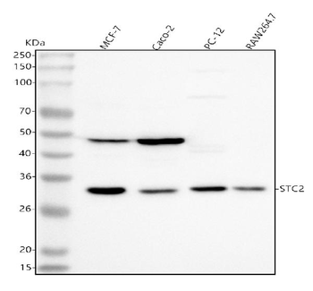 Stanniocalcin 2/STC2 Antibody