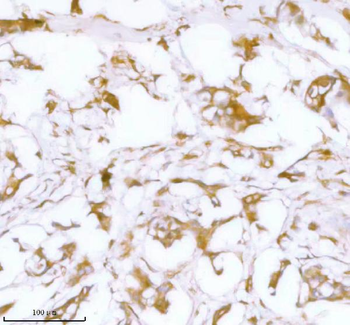 Stanniocalcin 2/STC2 Antibody