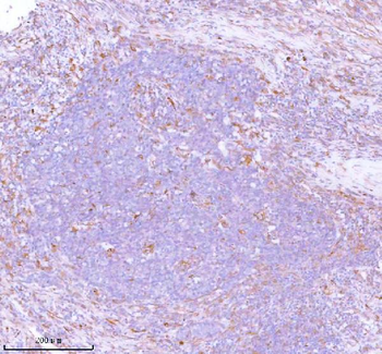 Stanniocalcin 2/STC2 Antibody