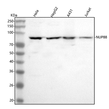 NUP88 Rabbit Polyclonal Antibody
