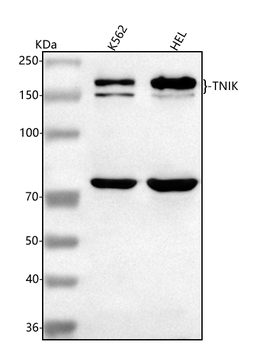 TNIK Antibody