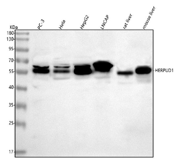 HERP/HERPUD1 Antibody