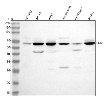 Cd63 Rabbit Polyclonal Antibody