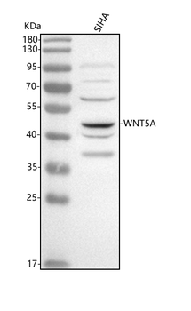 WNT5A Rabbit Polyclonal Antibody