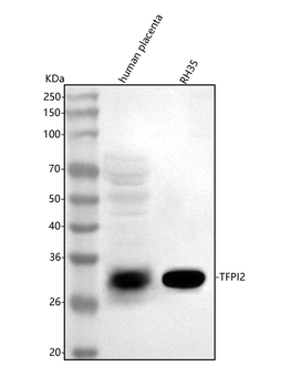 TFPI2 Rabbit Polyclonal Antibody
