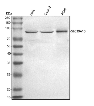 SLC39A10 Rabbit Polyclonal Antibody