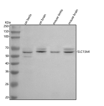 SLC13A4 Rabbit Polyclonal Antibody