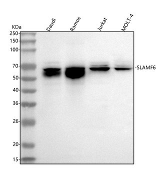 SLAMF6 Rabbit Polyclonal Antibody