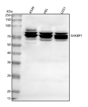 SHKBP1 Rabbit Polyclonal Antibody