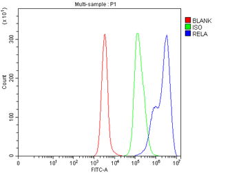 NF-κB p6/RELA Rabbit Polyclonal Antibody