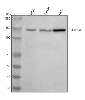 PLEKHG4 Rabbit Polyclonal Antibody