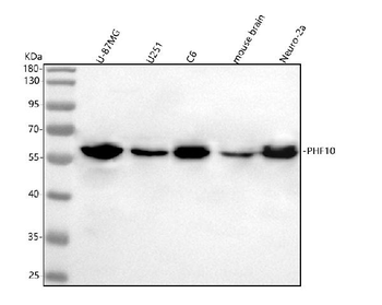 PHF10 Rabbit Polyclonal Antibody