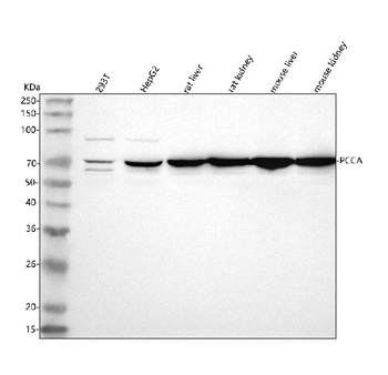 PCCA Rabbit Polyclonal Antibody