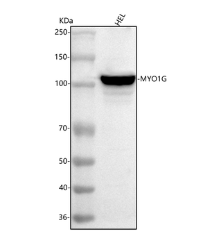 MYO1G Rabbit Polyclonal Antibody