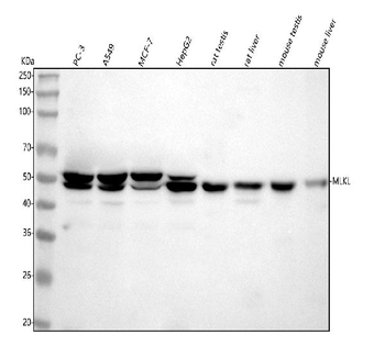 MLKL Antibody