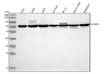 MINDY4 Rabbit Polyclonal Antibody