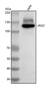 Jagged 2/JAG2 Rabbit Polyclonal Antibody