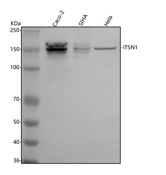 Intersectin 1/ITSN1 Rabbit Polyclonal Antibody