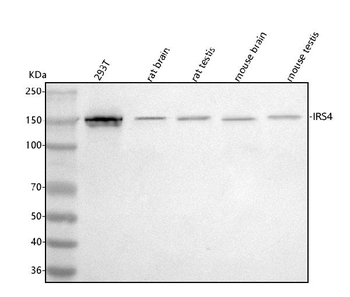 IRS4 Antibody