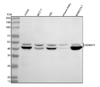 HENMT1 Rabbit Polyclonal Antibody