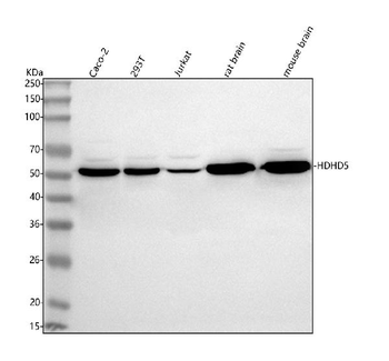 HDHD5 Antibody