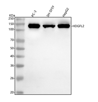 HDGFL2 Rabbit Polyclonal Antibody