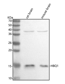 HBQ1 Rabbit Polyclonal Antibody