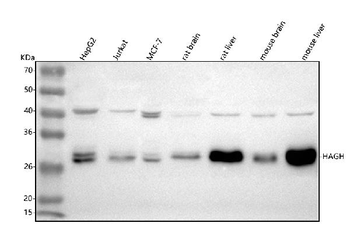 HAGH Rabbit Polyclonal Antibody
