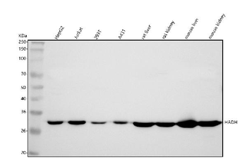 HADH Antibody