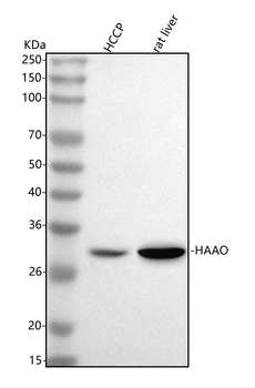HAAO Antibody