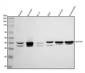 H2AFY2/MACROH2A2 Rabbit Polyclonal Antibody