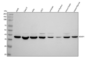 H2AFY/MACROH2A1 Rabbit Polyclonal Antibody