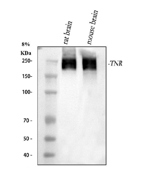 Tenascin-R TNR Rabbit Polyclonal Antibody