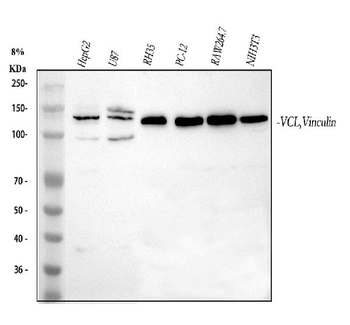Vinculin/VCL Antibody