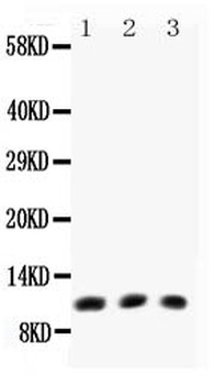 Eotaxin/CCL11 Rabbit Polyclonal Antibody