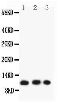Eotaxin 3/CCL26 Rabbit Polyclonal Antibody