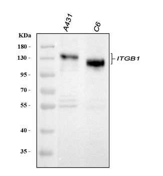 Integrin beta 1/ITGB1 Rabbit Polyclonal Antibody